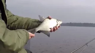 Классная фидерная рыбалка на Чигиринском водохранилище.