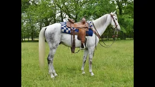 Dappled Grey MFTHBA Gelding - SOLD