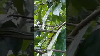 😱OMG GREEN SNAKE MATING ON GUYABANO TREE