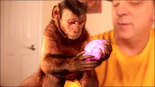 Monkey Playing with Stretch Slime and Putty!