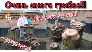 Growing mushrooms on stumps!!! (Выращивание грибов на пнях)