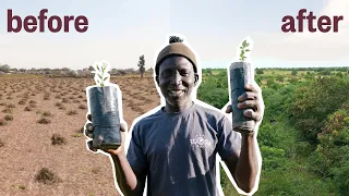 How One Man Planted A Forest in 5 Years