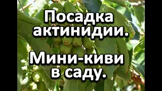 Посадка актинидии или как вырастить киви в саду?!