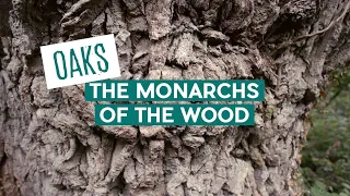 Oaks - The Monarchs of the Woods | Wytham Woods