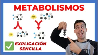 Qué es el METABOLISMO?? 🧬 (explicado) CATABOLISMO y ANABOLISMO