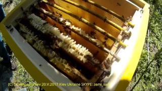 American & Ukrainian Beekeepers Collect Swarm at Apiary of Vasyl Priyatelenko, Kiev, Ukraine