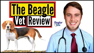 The Beagle 2020 | Veterinarian Review | Dogtor Pete