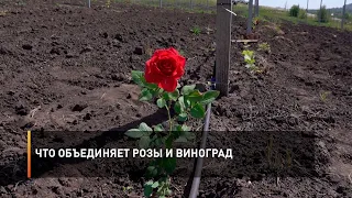 Что объединяет розы и виноград