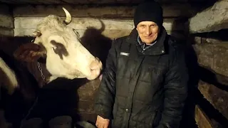 Чем кормим коров зимой. Вечерняя дойка и кормление коров