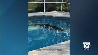 Large gator found in Florida homeowner’s pool