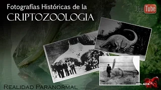 TOP FOTOGRAFIAS REALES DE CRIATURAS DESCONOCIDAS CRIPTOZOOLOGIA VI @OxlackCastro