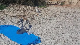 La voleuse, voler pour manger sur une des îles des Lérins 2