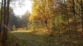 воскресная прогулка в осеннем лесу
