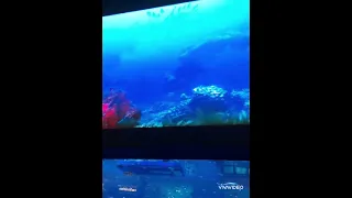 Dubai Mall Aquarium