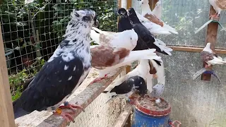 Иранские голуби!