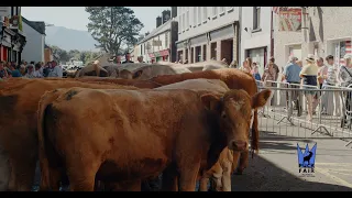 Cattle Fair at Puck Fair 2022