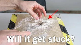 Can a Spider Get Stuck in its Own Web? Wrapping a Spider in Spiderweb Experiment