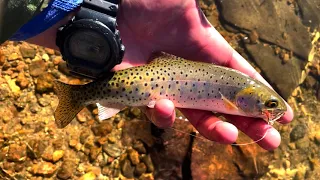 Dry Fly Fishing Alpine Lakes - Woodland Lake, Colorado