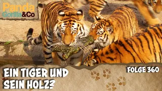 Sibrirische Tiger und ihre Begeisterung für Holz und eine Wildpferdeflüsterin | Panda, Gorilla & Co.