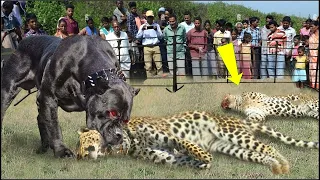 ¡Este Perro Es 100 Veces Más Peligroso Que Cualquier Depredador! Puede Vencer A Animales Salvajes