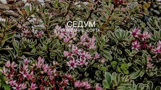 Седум. Лучшие сорта