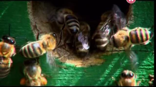 Пчелиная семья - уникальная модель общества