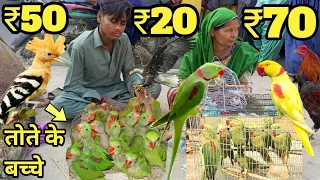 तोते ही तोते ₹20,₹30 से शुरू पहाड़ी तोते || Reasonable price parrot market in india #babyparrotlalki