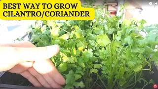 Growing Cilantro or Coriander From Seed to Harvest - Complete Guide.