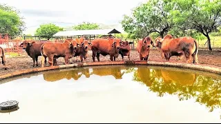 ¡¡RANCHO TÍO CHONITO LO MÁS RÚSTICO EN BRAHMAN ROJO Y BRANGUS DE REGISTRO!!