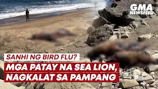 Sanhi ng bird flu? Mga patay na sea lion, nagkalat sa pampang | GMA News Feed