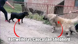 Rottweiler attacks the wrong dog!!!