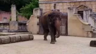 Zoo Hannover - die Elefanten (HD)