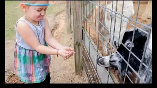 GOAT SPITS ON LITTLE GIRL!