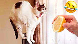 Funniest Animals 😄 New Funny Cats and Dogs Videos 😹🐶 2024 Part 3