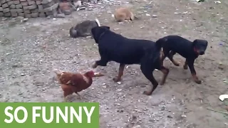 Fearless bunny befriends playful Rottweiler