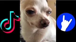 ✅ 10 mins of best TikTok, COUB & random memes #1