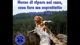 66 - Morso di vipera nel cane, cosa fare e cosa non fare se il cane viene morso da serpente