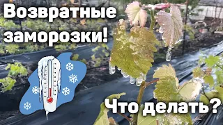 Возвратные заморозки побили виноградник! - Что делать? 🥶