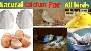 Free Natural Calcium for birds | Budgies | lovebirds | Mohan parrot information