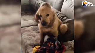 Dog Covers His Entire Living Room With Mud