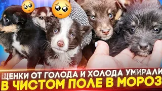 Шок😱Маленькие щенки умирали от холода  и голода в чистом поле🥶| Один уже умер, другие  истощенные 😰