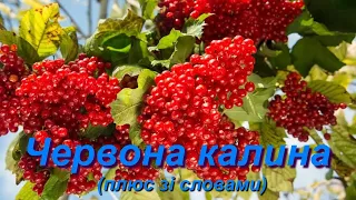 Червона калина (плюс зі словами)