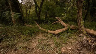 Oklahoma Bigfoot in Adair County