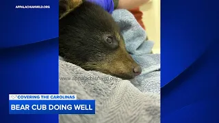 Bear cub pulled from tree for selfie recovering at NC wildlife refuge, could return to wild