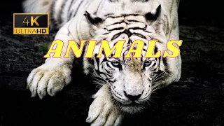 Animal Planet Africa 4K - Scenic Wildlife Film With Inspiring Music