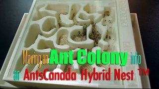 Moving an Ant Colony into an AntsCanada Hybrid Nest ™