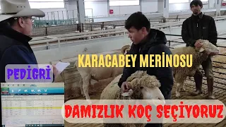 DAMIZLIK KOÇ SEÇMEYE GİTTİM | KARACABEY MERİNOS KOÇLARI | PEGA BURSA