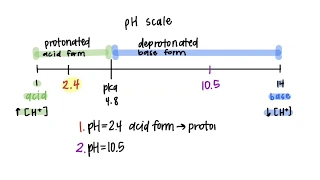 Amino Acid Ionization -- BCH 100