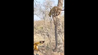 Leopard Thinks Twice About Jumping on Hyena