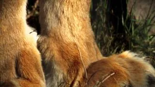 The Wildcat Sanctuary: No More Wild Pets - Lion exotic pet PSA